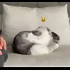 😾 Эмодзи «Кисы #cat #cute #status» для Telegram