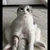 ♒️ Эмодзи «Кисы #cat #cute #status» для Telegram