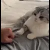 🤜 Эмодзи «Кисы #cat #cute #status» для Telegram