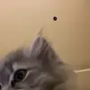 🐱 Эмодзи «Кисы #cat #cute #status» для Telegram
