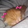 🎀 Эмодзи «Кисы #cat #cute #status» для Telegram