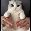 💃 Эмодзи «Кисы #cat #cute #status» для Telegram