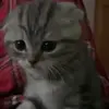 🐱 Эмодзи «Кисы #cat #cute #status» для Telegram