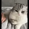 😾 Эмодзи «Кисы #cat #cute #status» для Telegram
