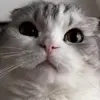 😐 Эмодзи «Кисы #cat #cute #status» для Telegram