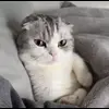 🤨 Эмодзи «Кисы #cat #cute #status» для Telegram