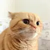 😑 Эмодзи «Кисы #cat #cute #status» для Telegram