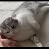 🖤 Эмодзи «Кисы #cat #cute #status» для Telegram