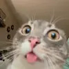 😯 Эмодзи «Кисы #cat #cute #status» для Telegram
