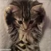 ❤️ Эмодзи «Кисы #cat #cute #status» для Telegram