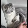 😦 Эмодзи «Кисы #cat #cute #status» для Telegram