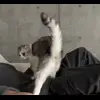 ❓ Эмодзи «Кисы #cat #cute #status» для Telegram