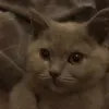 🐱 Эмодзи «Кисы #cat #cute #status» для Telegram