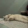 🌟 Эмодзи «Кисы #cat #cute #status» для Telegram