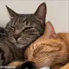 ❤️ Эмодзи «Кисы #cat #cute #status» для Telegram