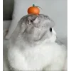 🍊 Эмодзи «Кисы #cat #cute #status» для Telegram