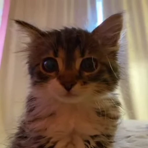 🐈 Стикер «котики для котят» для Telegram