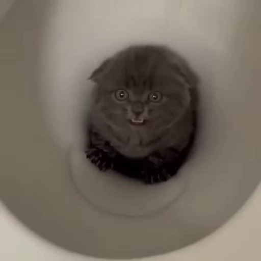 🐈 Стикер «котики для котят» для Telegram