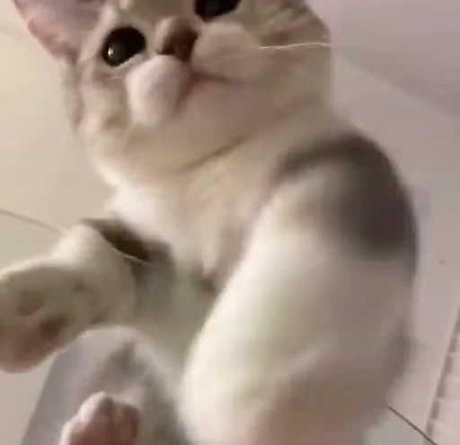 🐈 Стикер «котики для котят» для Telegram
