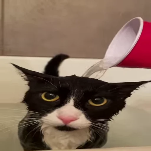 🐈 Стикер «котики для котят» для Telegram