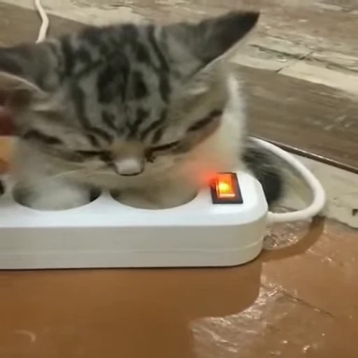 🐈 Стикер «котики для котят» для Telegram
