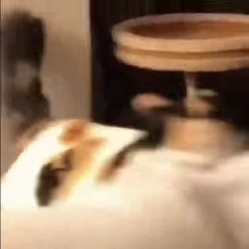 🐈 Стикер «котики для котят» для Telegram