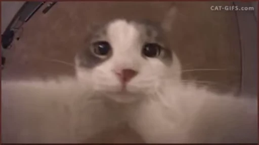 🐈 Стикер «котики для котят» для Telegram