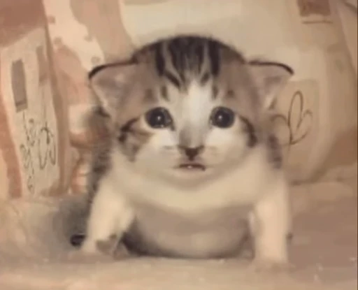🐈 Стикер «котики для котят» для Telegram