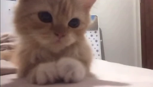 🐈 Стикер «котики для котят» для Telegram