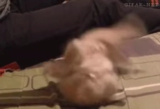 🐈 Стикер «котики для котят» для Telegram