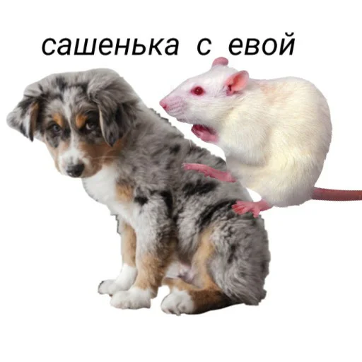 🐀 Стикер «hello kitty squad» для Telegram