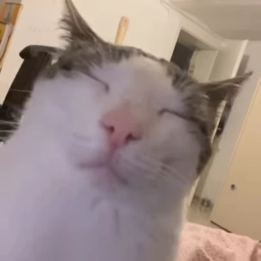 🥴 Стикер «kitty meow» для Telegram