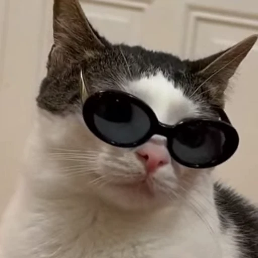 😎 Стикер «kitty meow» для Telegram