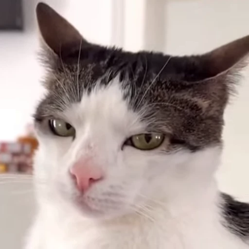 😒 Стикер «kitty meow» для Telegram