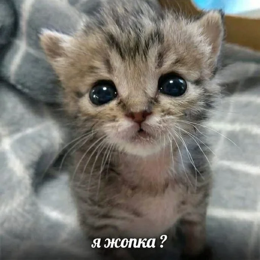 🇺🇦 Стикер «котики милые» для Telegram