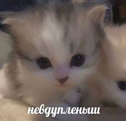 🇺🇦 Стикер «котики милые» для Telegram