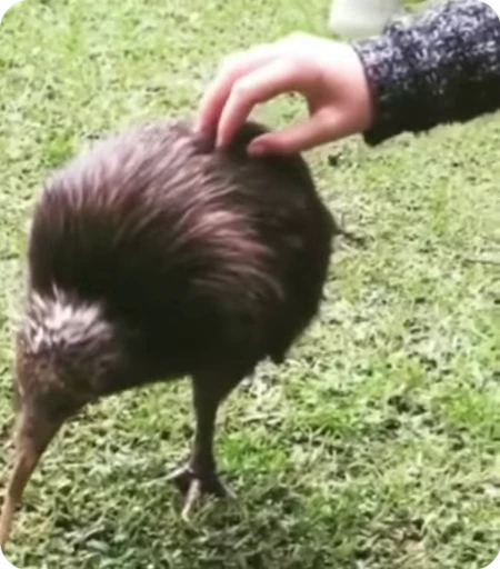 Стикерпак Kiwi для Telegram — скачать