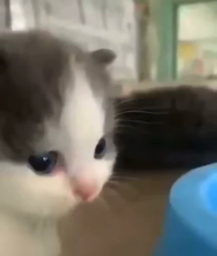 🥺 Стикер «котики» для Telegram