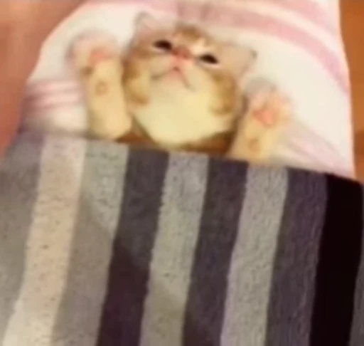 😴 Стикер «котики» для Telegram