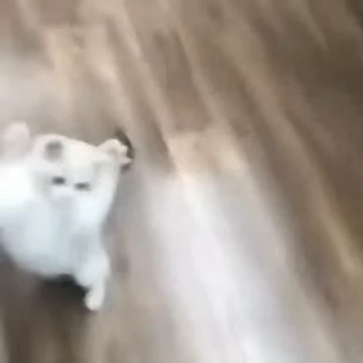 😼 Стикер «котики» для Telegram