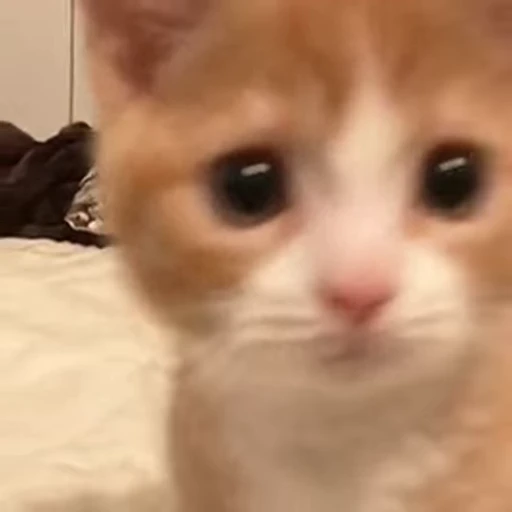 😳 Стикер «котики» для Telegram