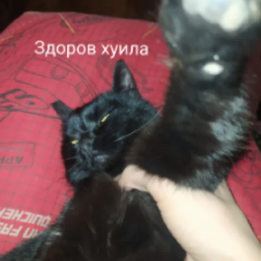 😄 Стикер «Клоуны» для Telegram