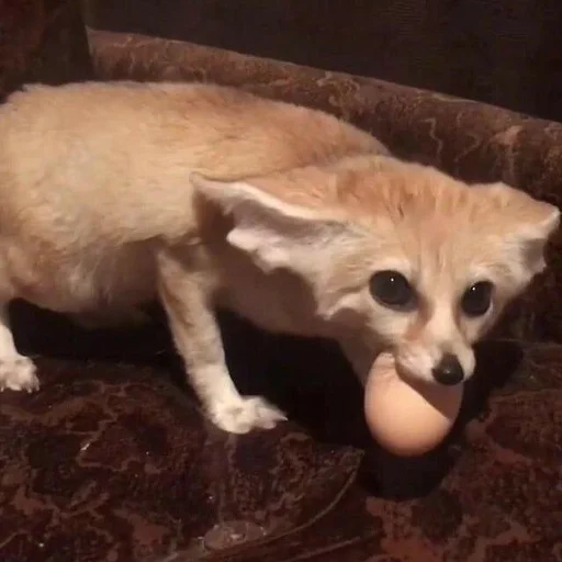 🥚 Стикер «Fenec» для Telegram