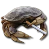 🦀 Эмодзи «#кнопкапоказатьмем?» для Telegram