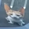 🐱 Эмодзи «#кнопкапоказатьмем?» для Telegram