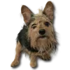 🐶 Эмодзи «#кнопкапоказатьмем?» для Telegram