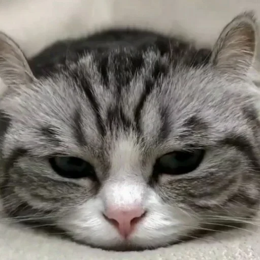 😴 Стикер «Будни Комару» для Telegram