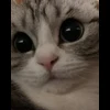 🤩 Эмодзи «» для Telegram