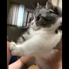 🌟 Эмодзи «» для Telegram