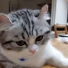 🌟 Эмодзи «» для Telegram